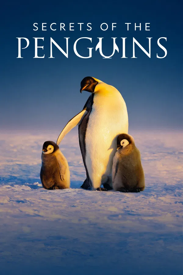 Poster phim Secrets of the Penguins trên Phim M?i